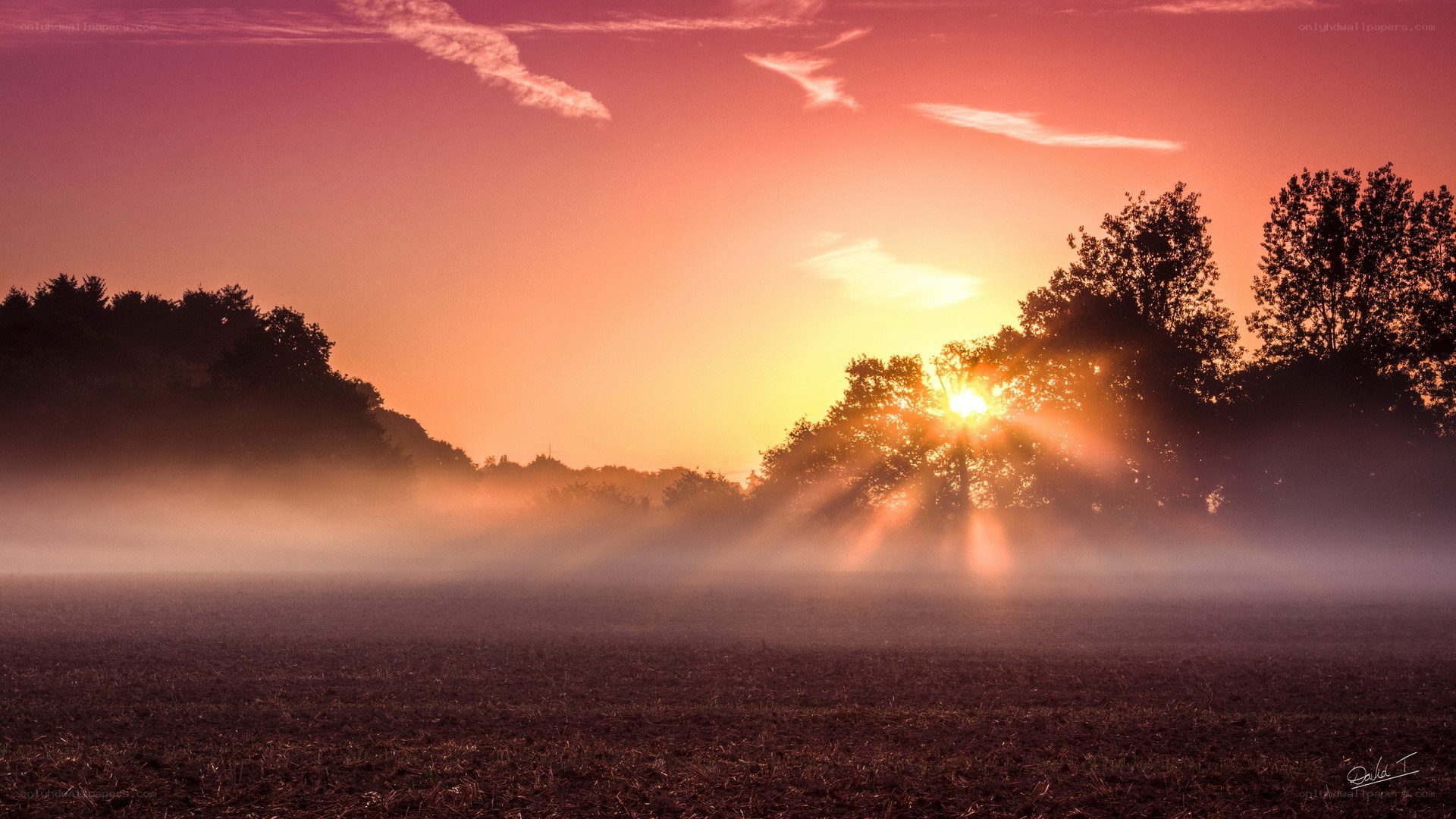 Sunrise over misty field