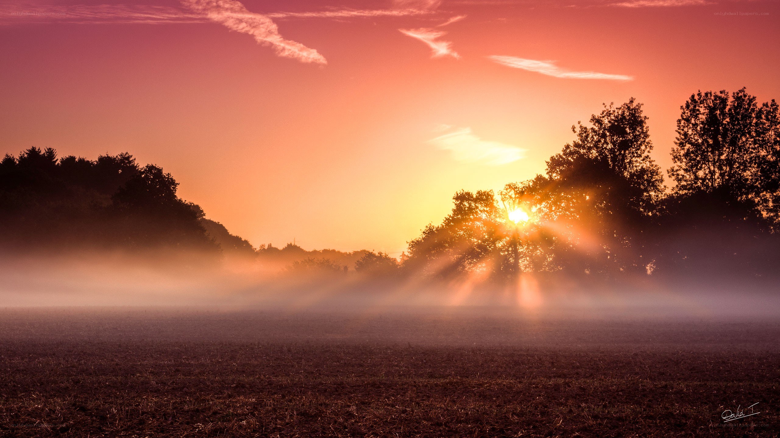 Sunrise over misty field