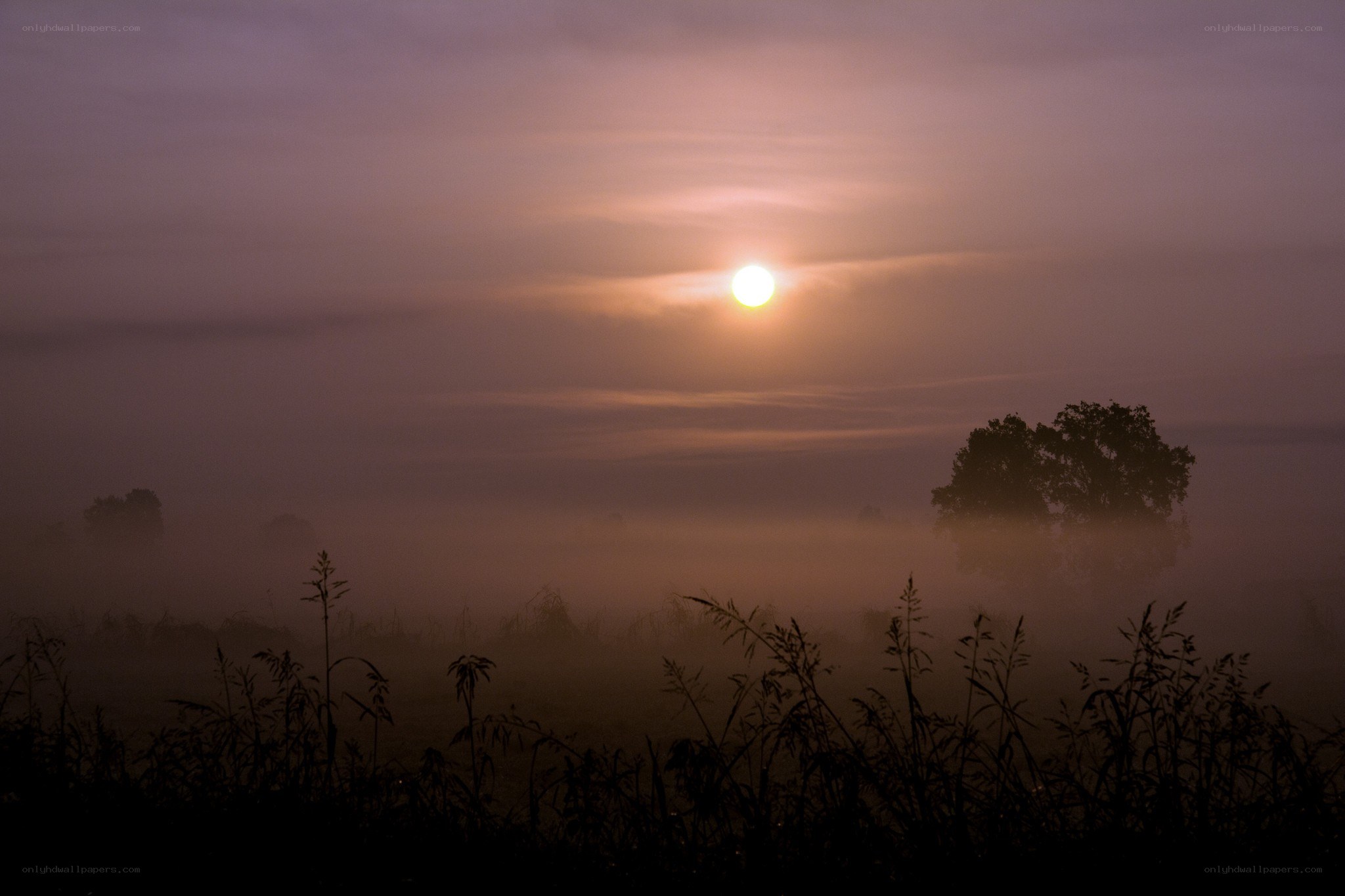 Sunrise over misty field