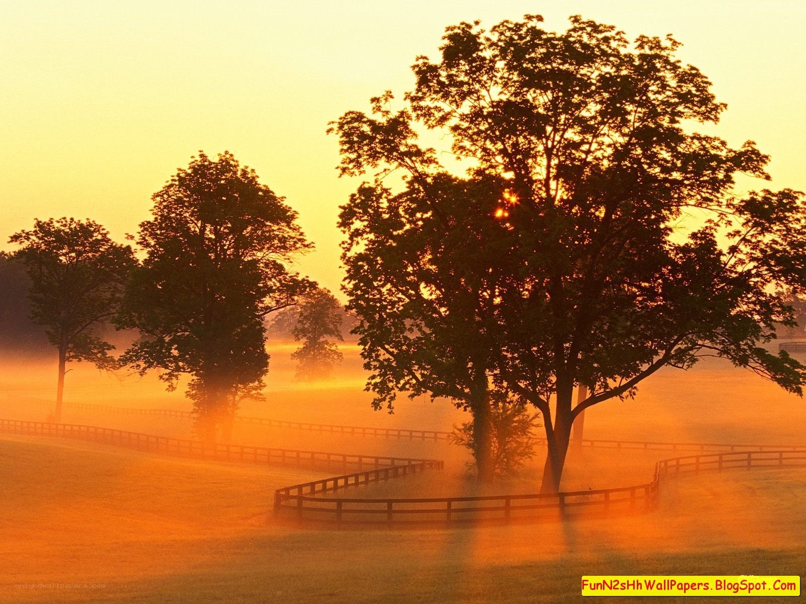 Sunrise over misty field
