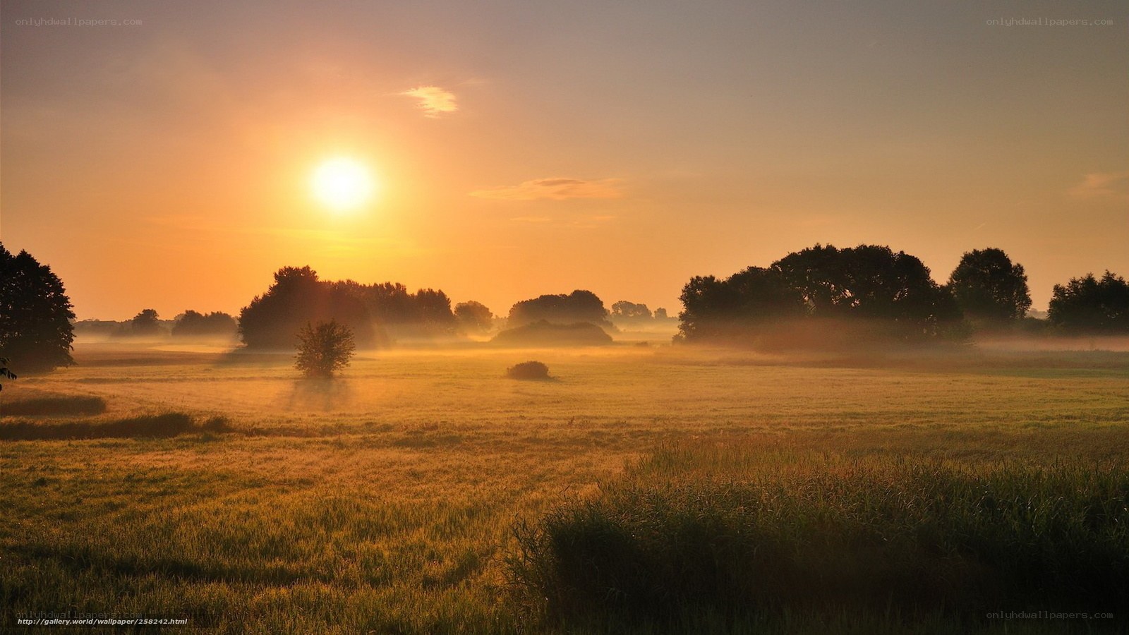 Sunrise over misty field