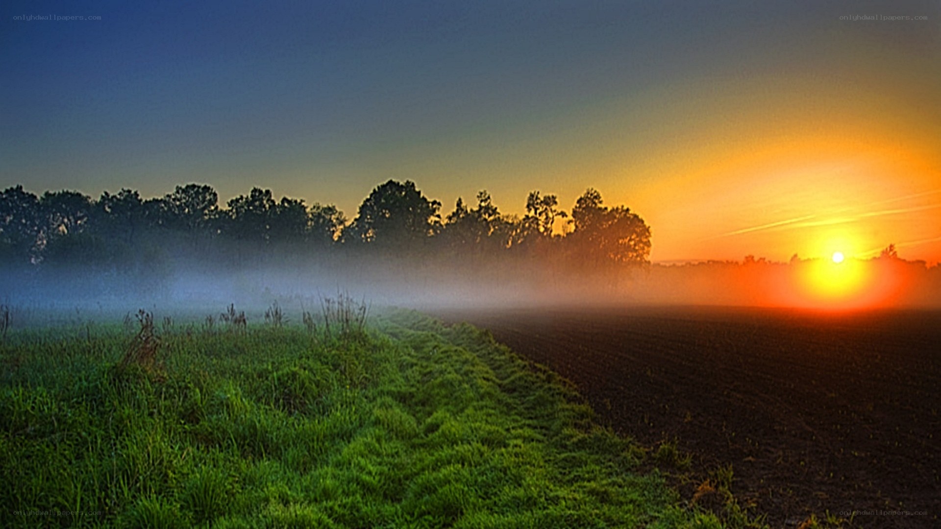 Sunrise over misty field