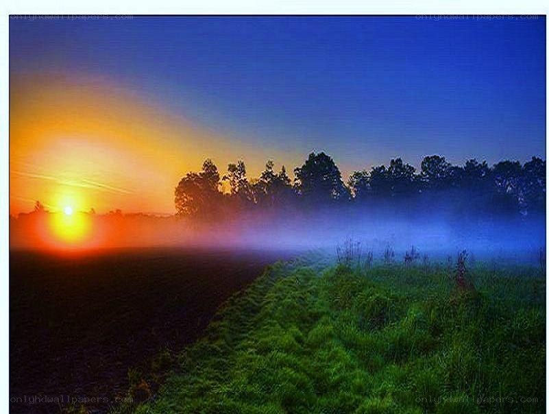 Sunrise over misty field