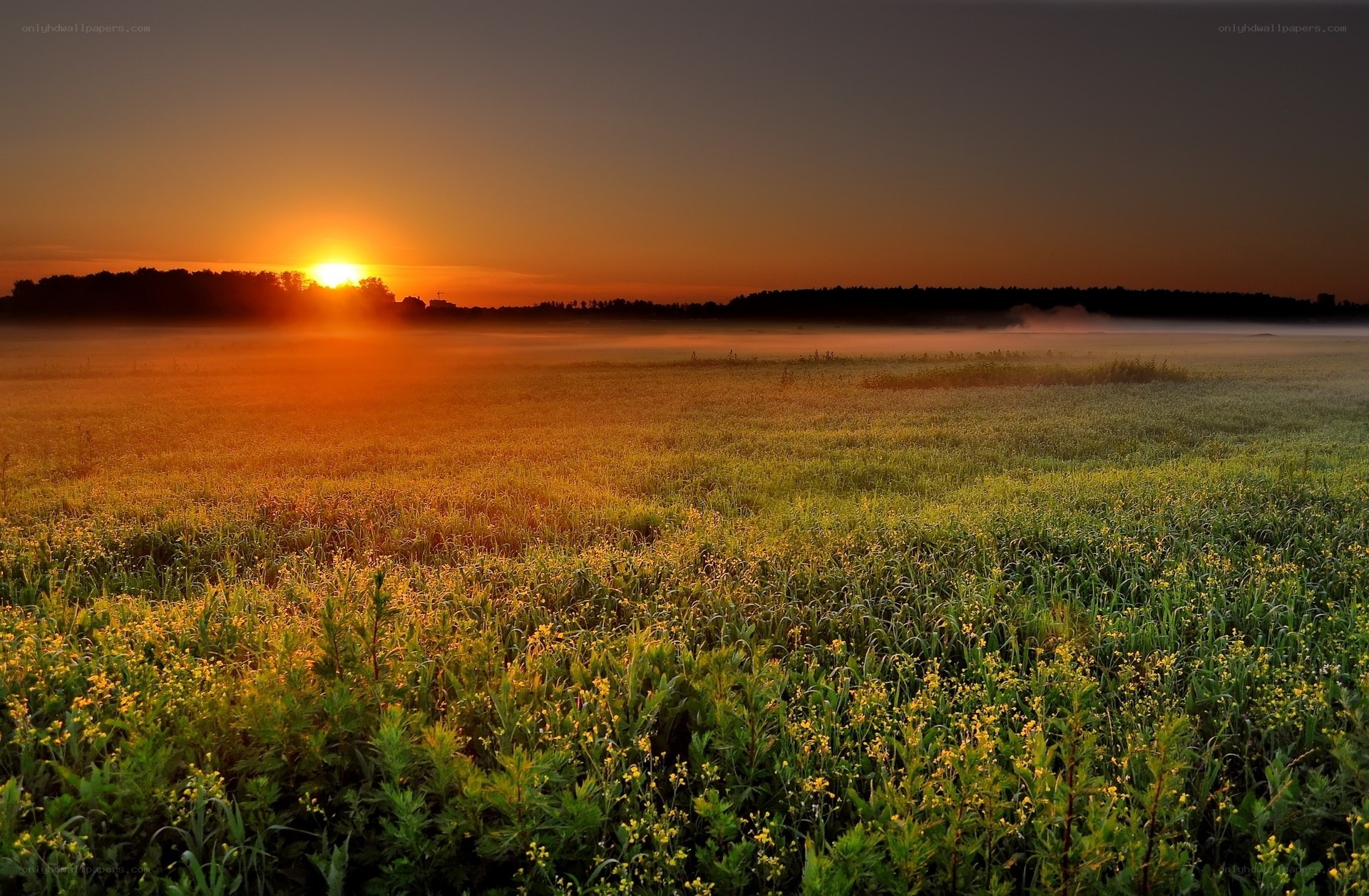 Sunrise over misty field