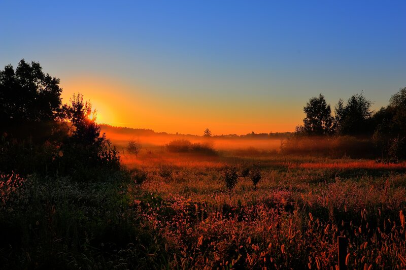 Sunrise over misty field