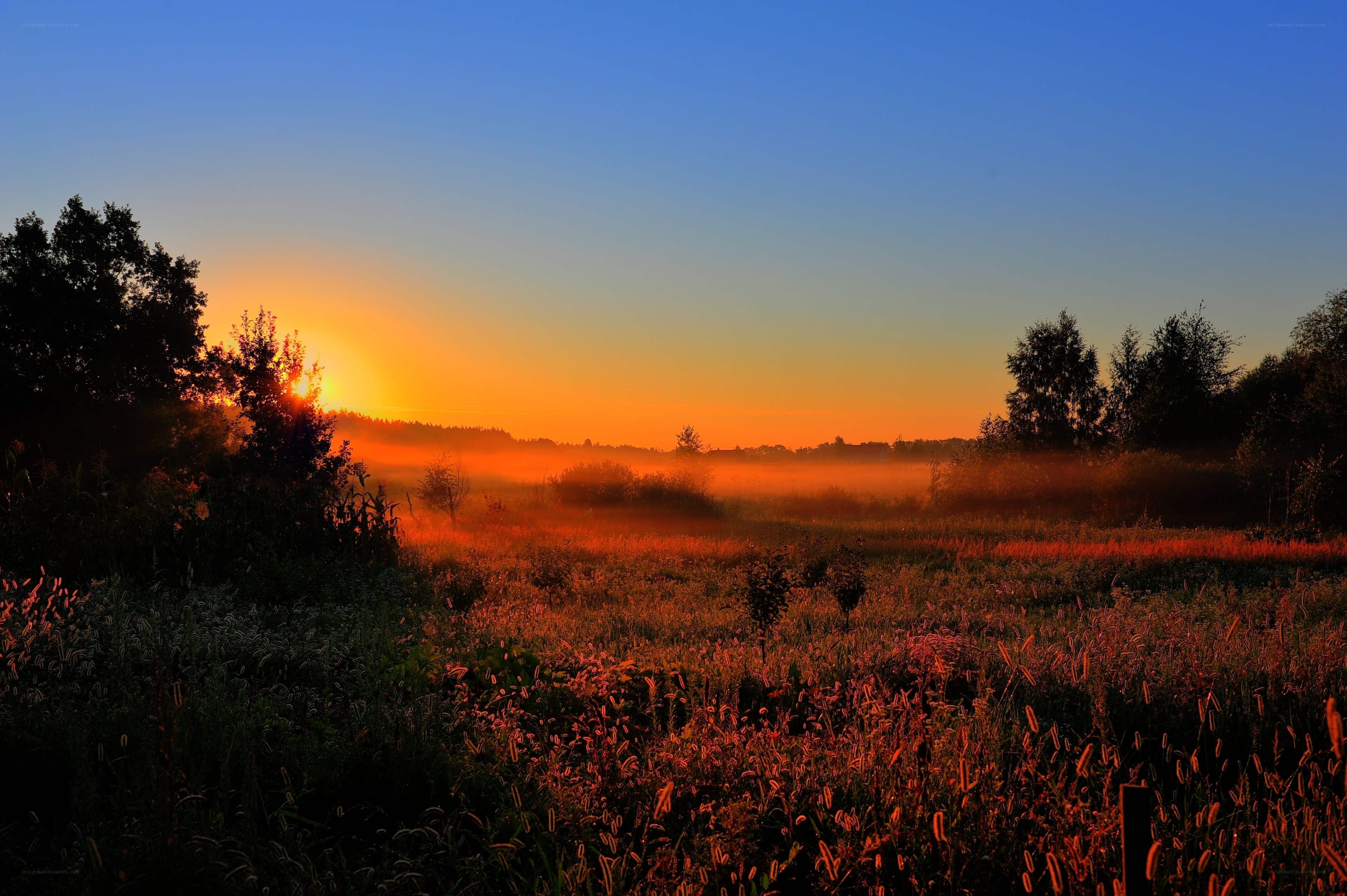 Sunrise over misty field
