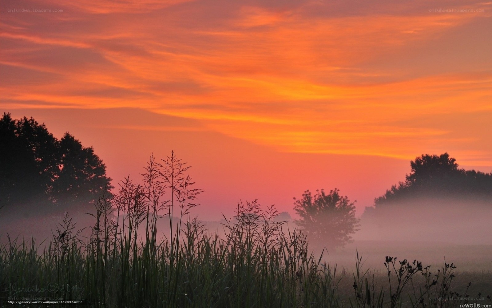 Sunrise over misty field