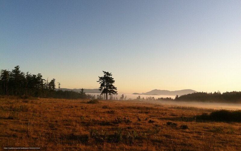 Sunrise over Misty Field — Blue, Serene, Photograph, Trees