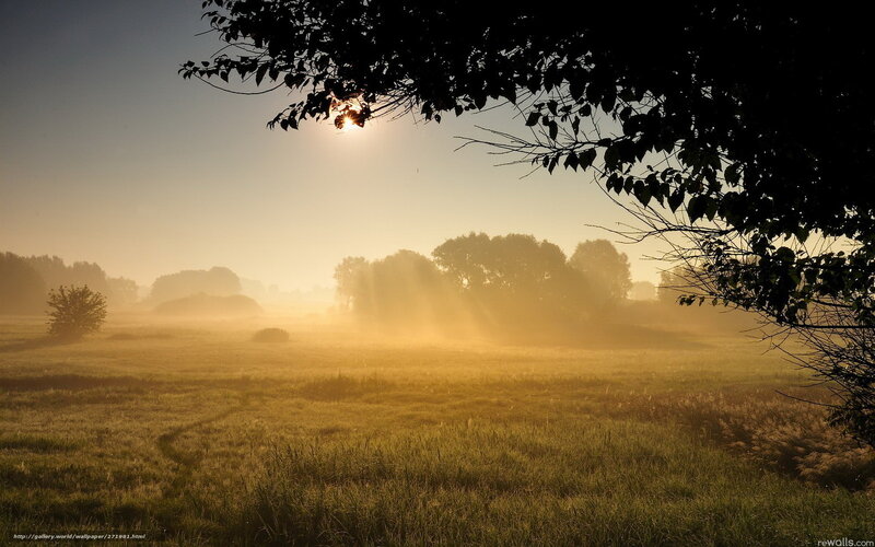 Sunrise over Misty Field — Gold, Serene, Morning, Photograph