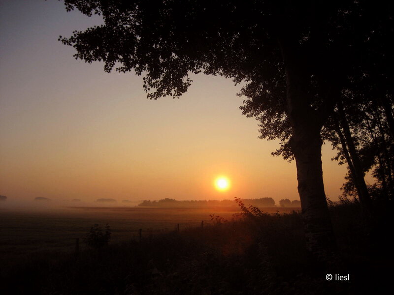 Sunrise over Misty Field — Orange, Serene, Photograph, Tree