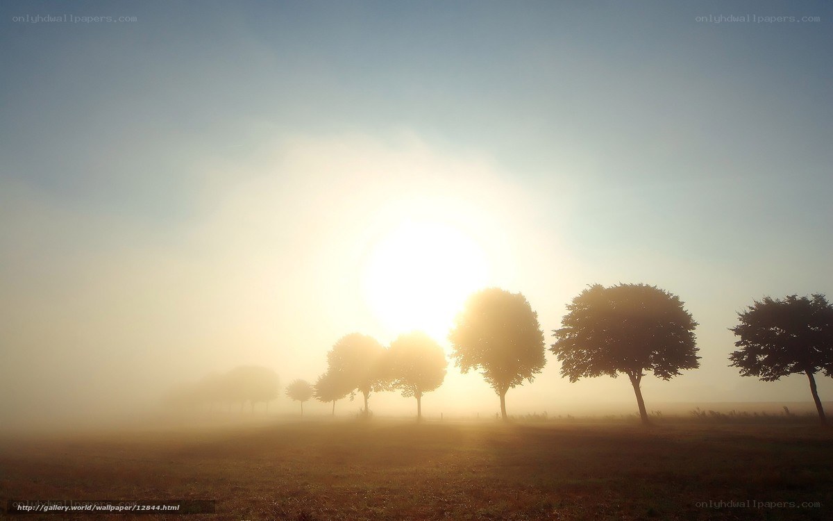 Sunrise over misty field