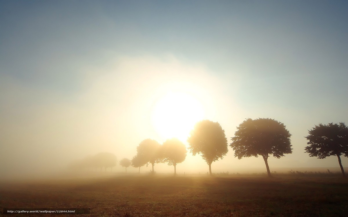 Sunrise over misty field