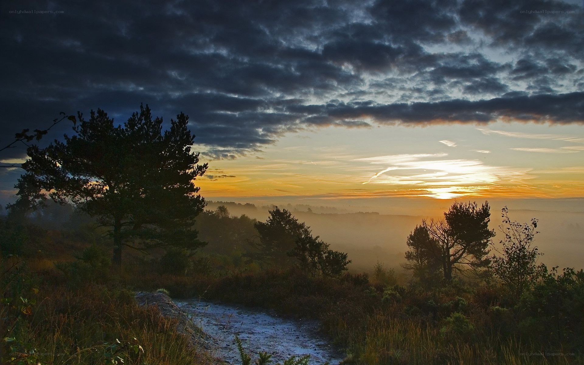 Sunrise over misty forest
