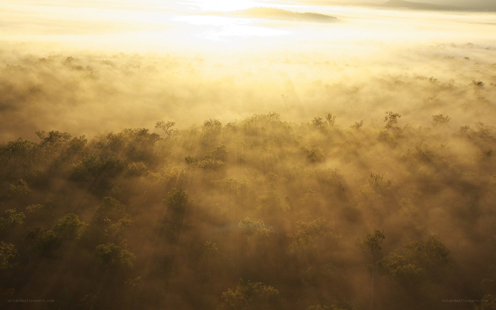 Sunrise over misty forest