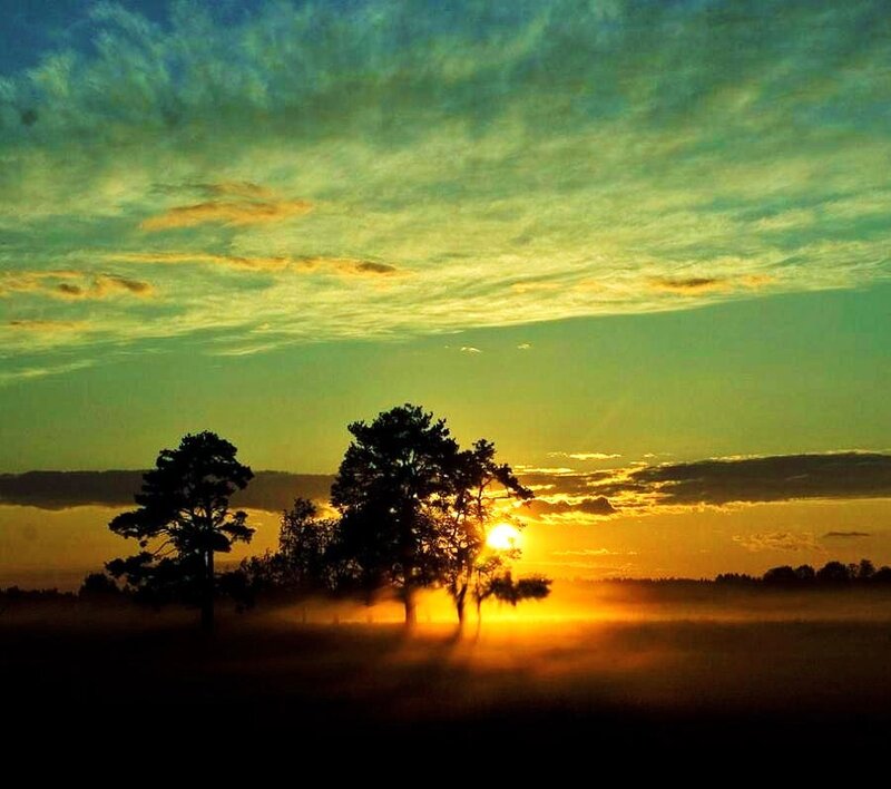 Sunrise over misty forest