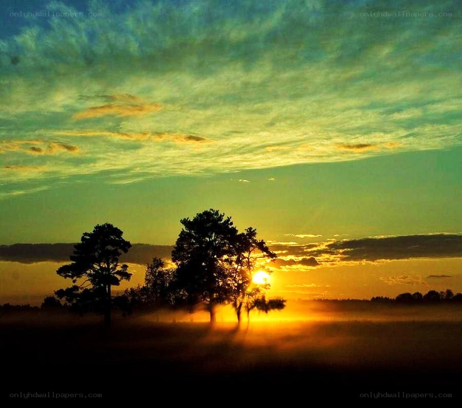 Sunrise over misty forest