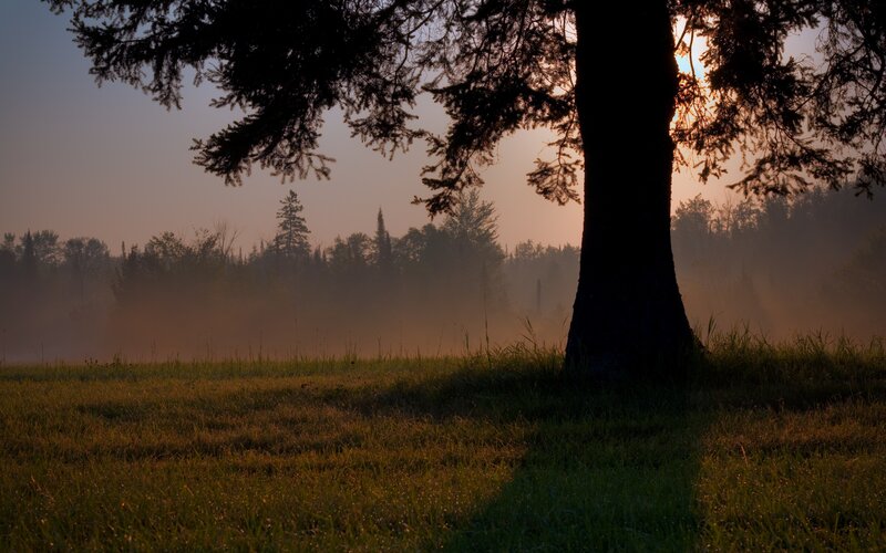Sunrise over misty forest