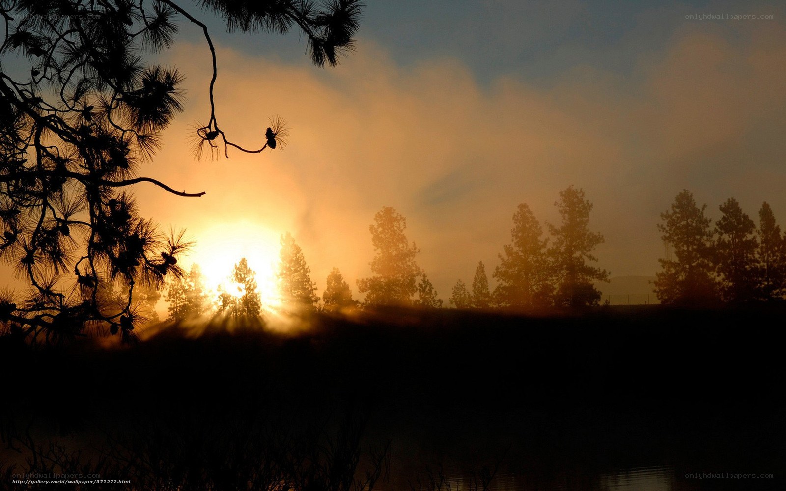 Sunrise over misty forest