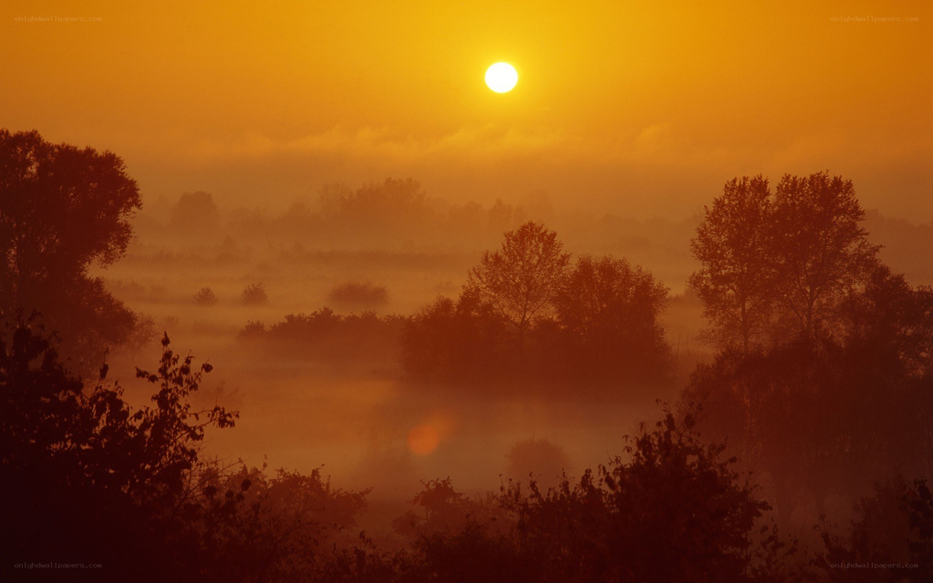 Sunrise over misty forest