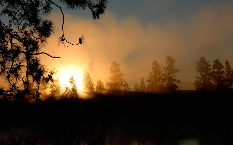 Sunrise over misty forest