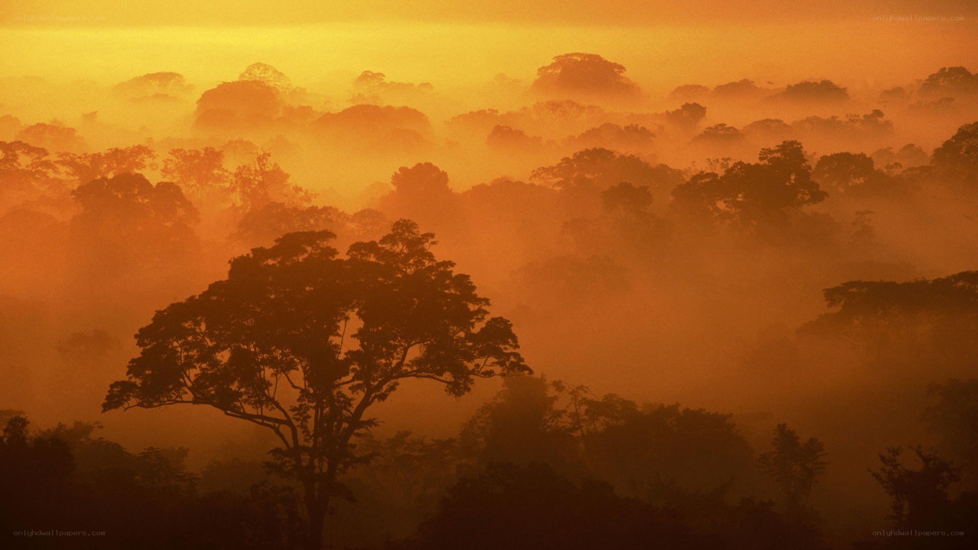 Sunrise over misty forest