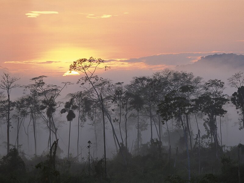 Sunrise over misty forest
