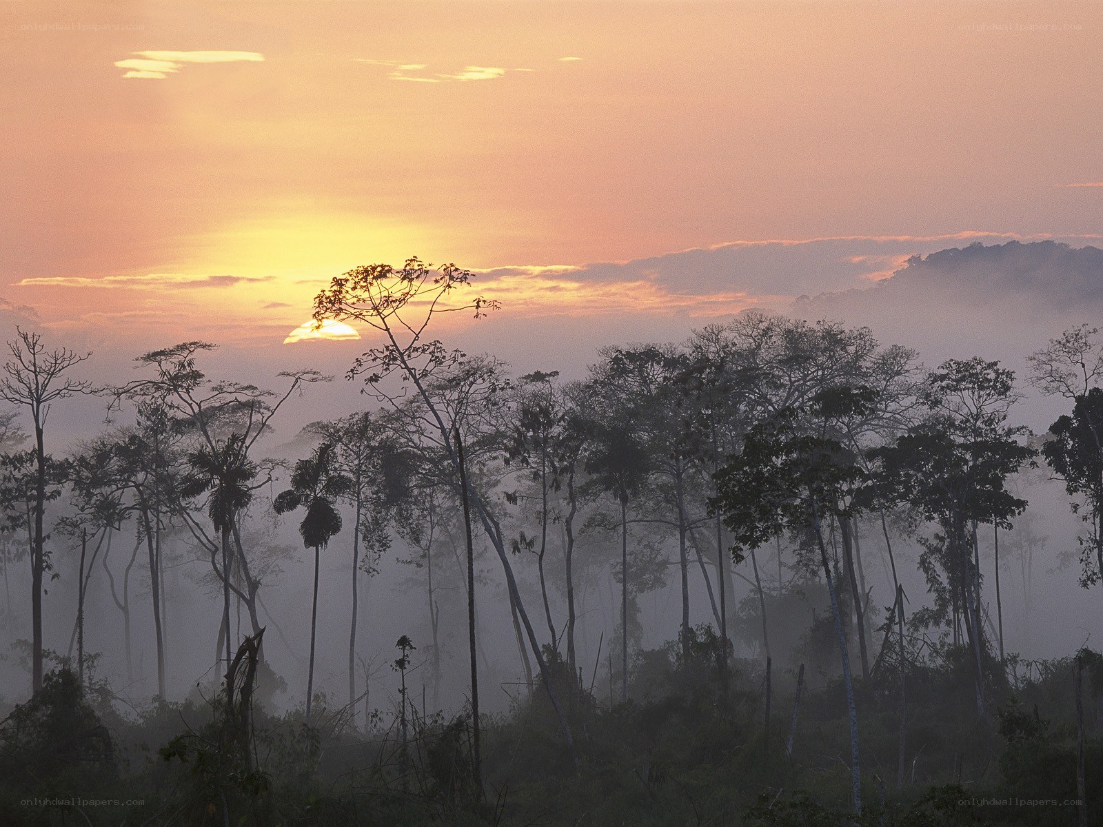 Sunrise over misty forest
