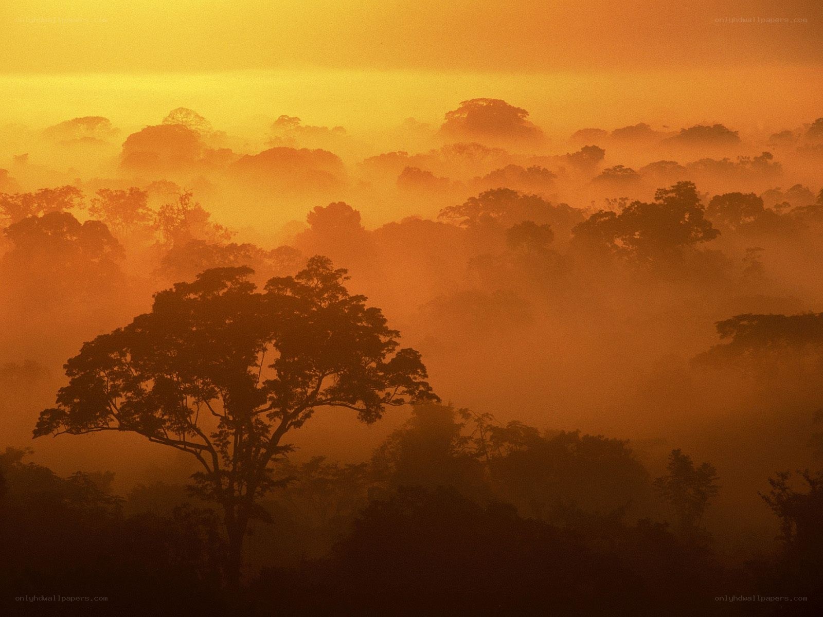 Sunrise over misty forest