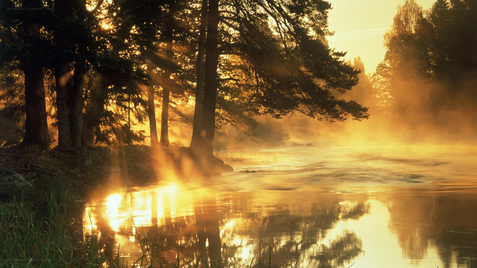 Sunrise over misty forest lake