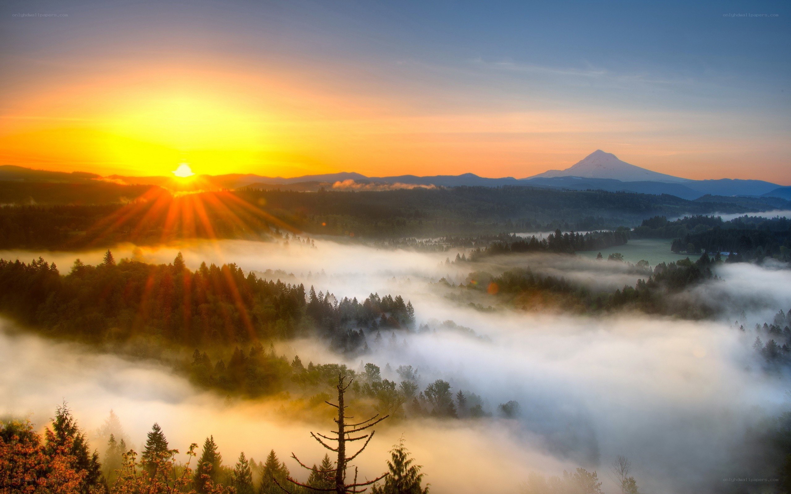 Sunrise over misty forest valley