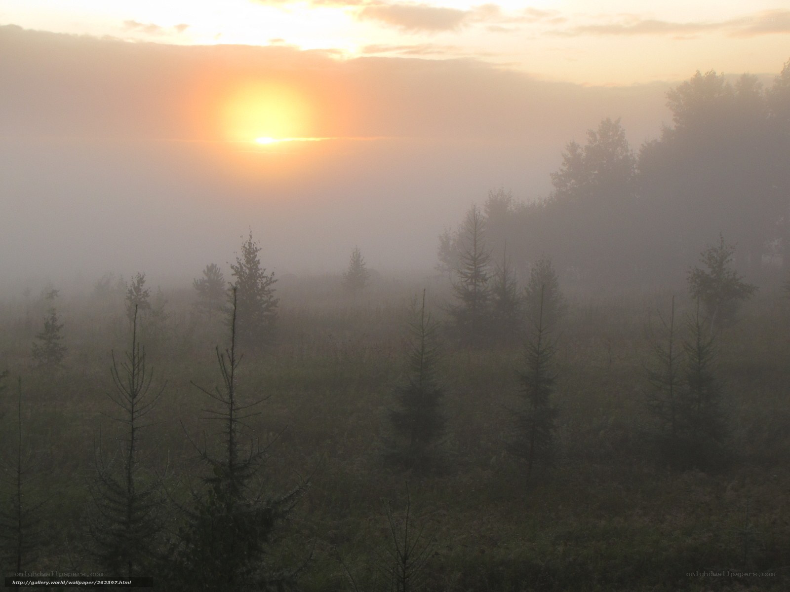 Sunrise over misty forest