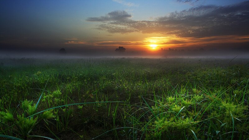 Sunrise over misty grassland