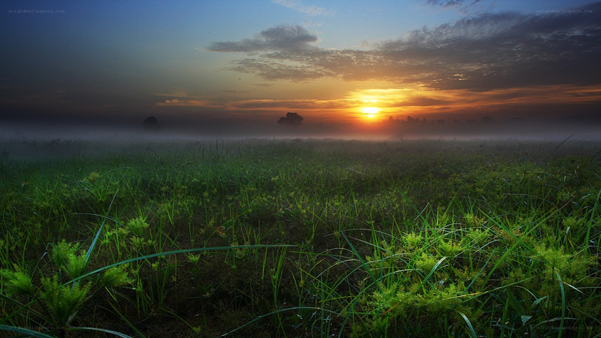 Sunrise over misty grassland