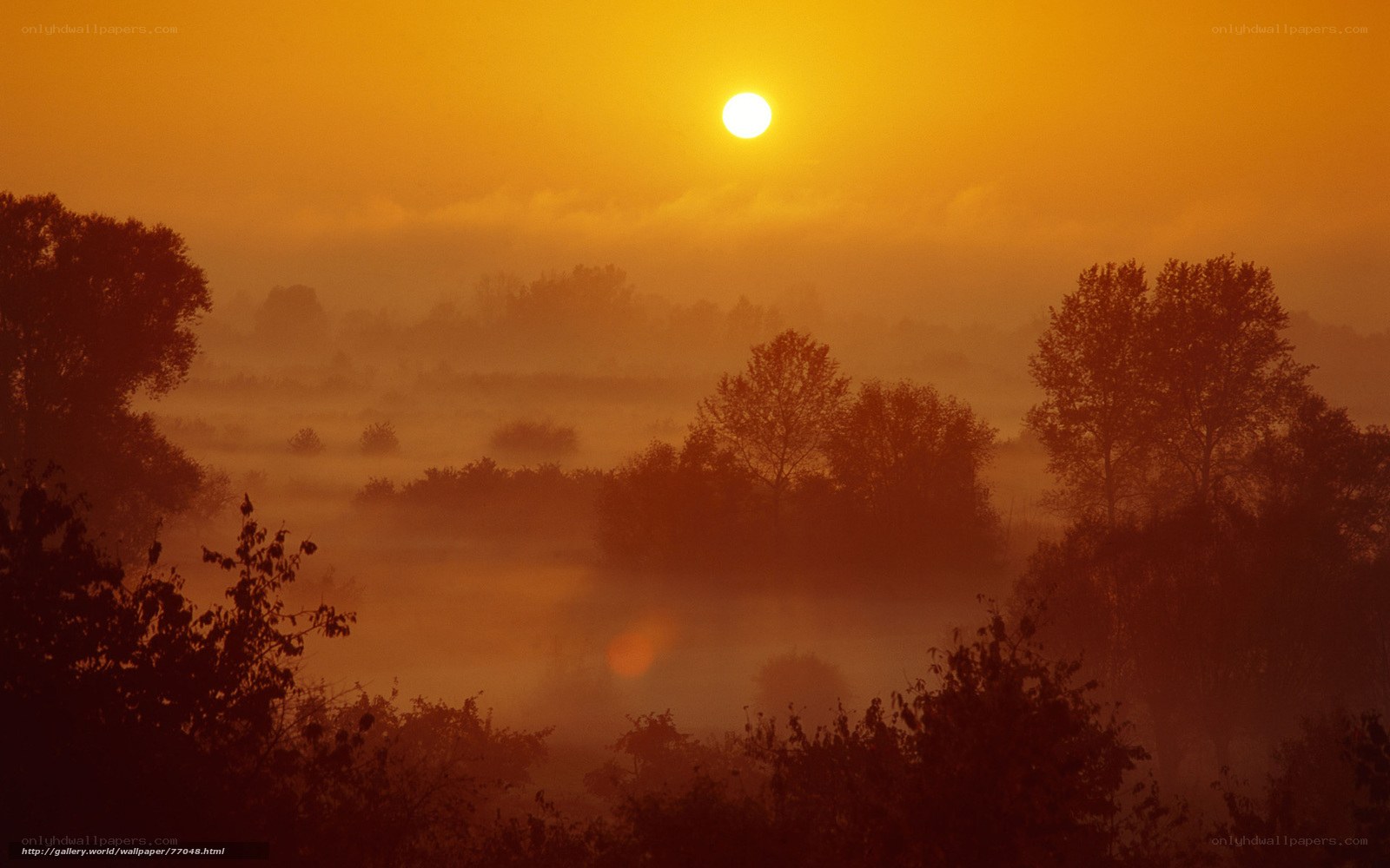 Sunrise over misty landscape