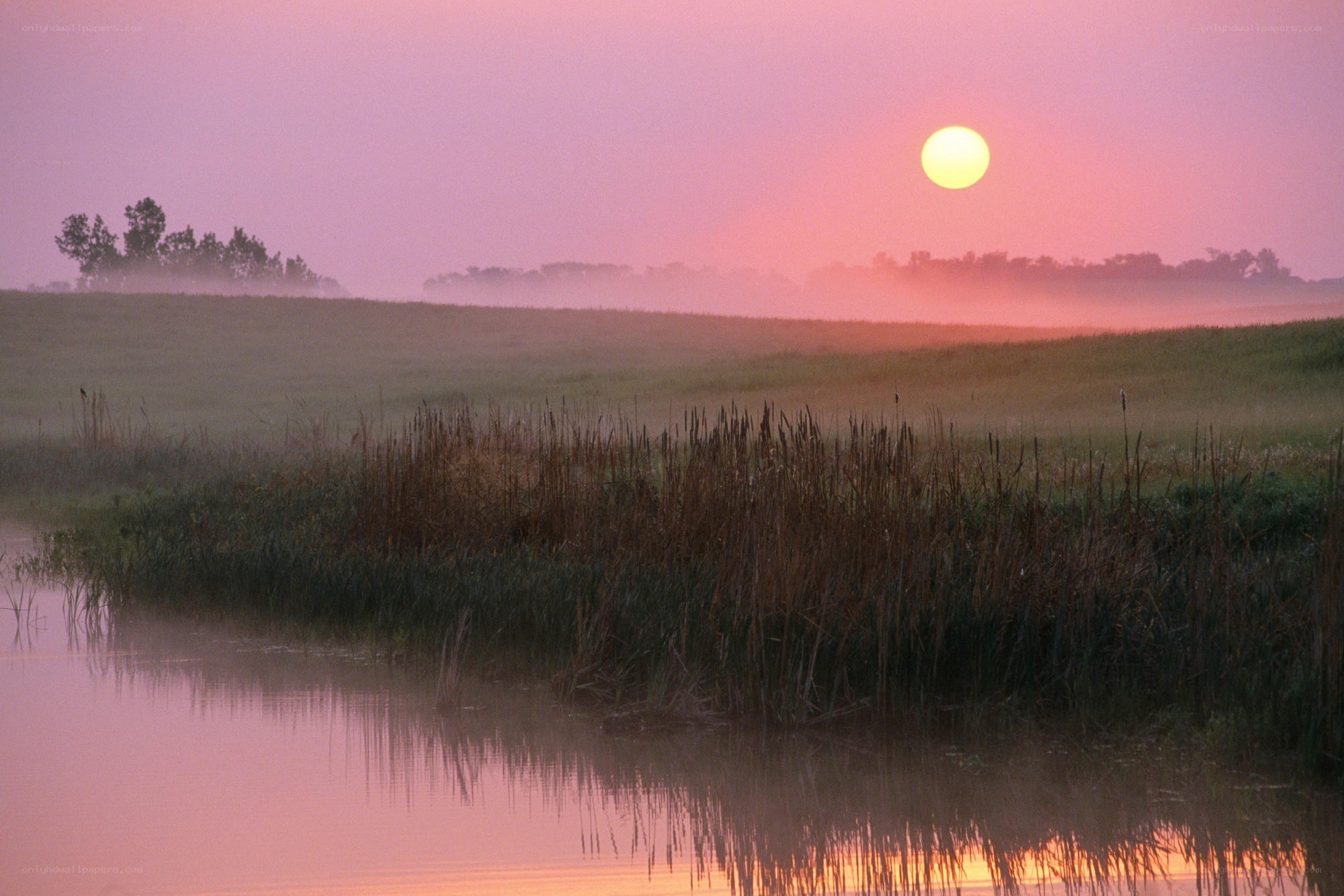 Sunrise over misty marsh