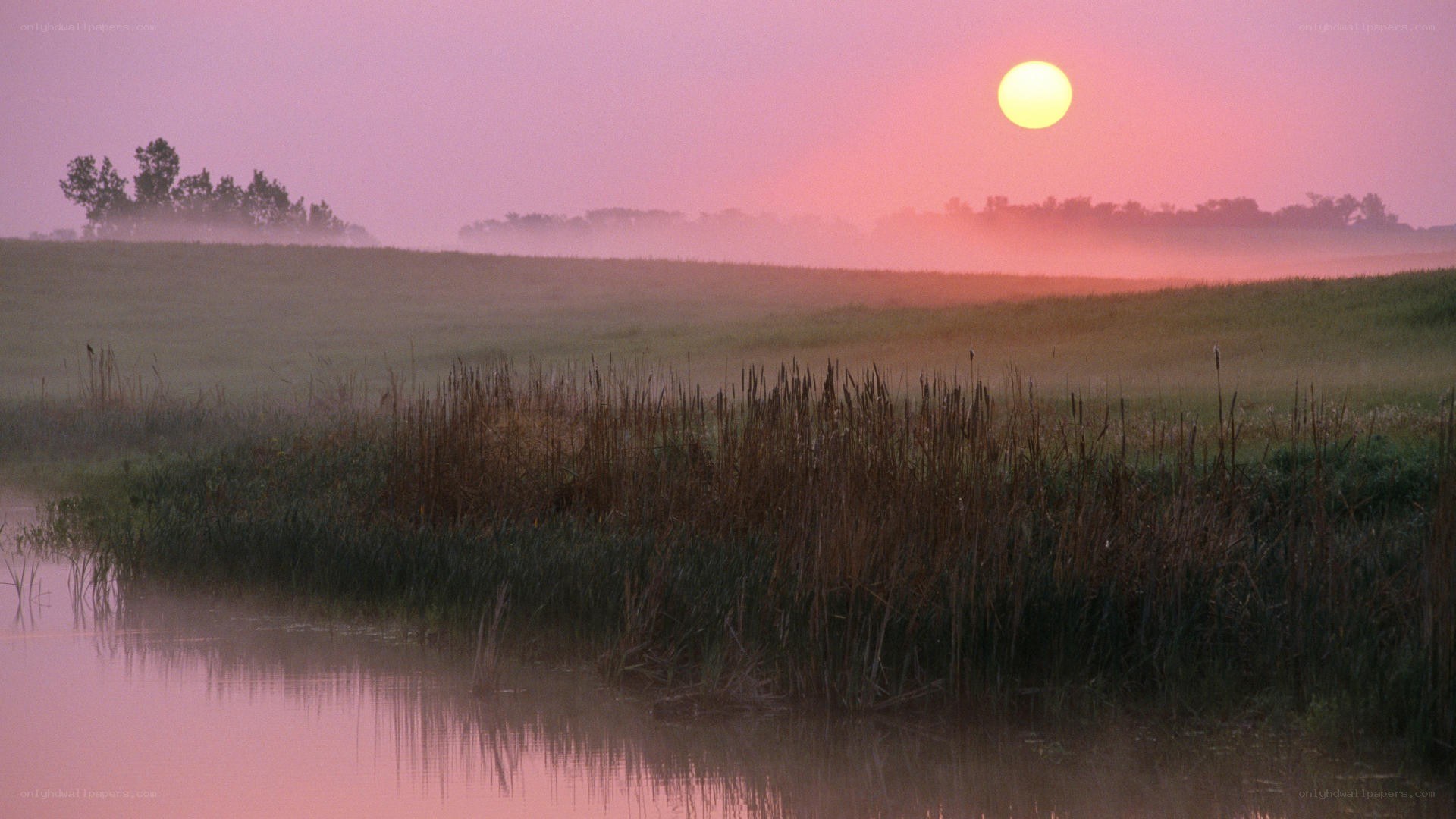 Sunrise over misty marsh