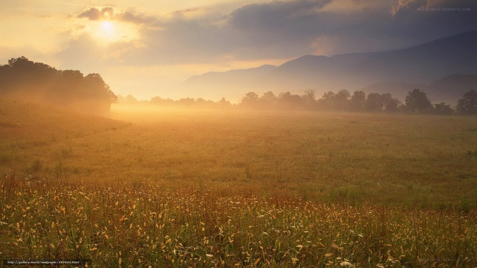 Sunrise over misty meadow