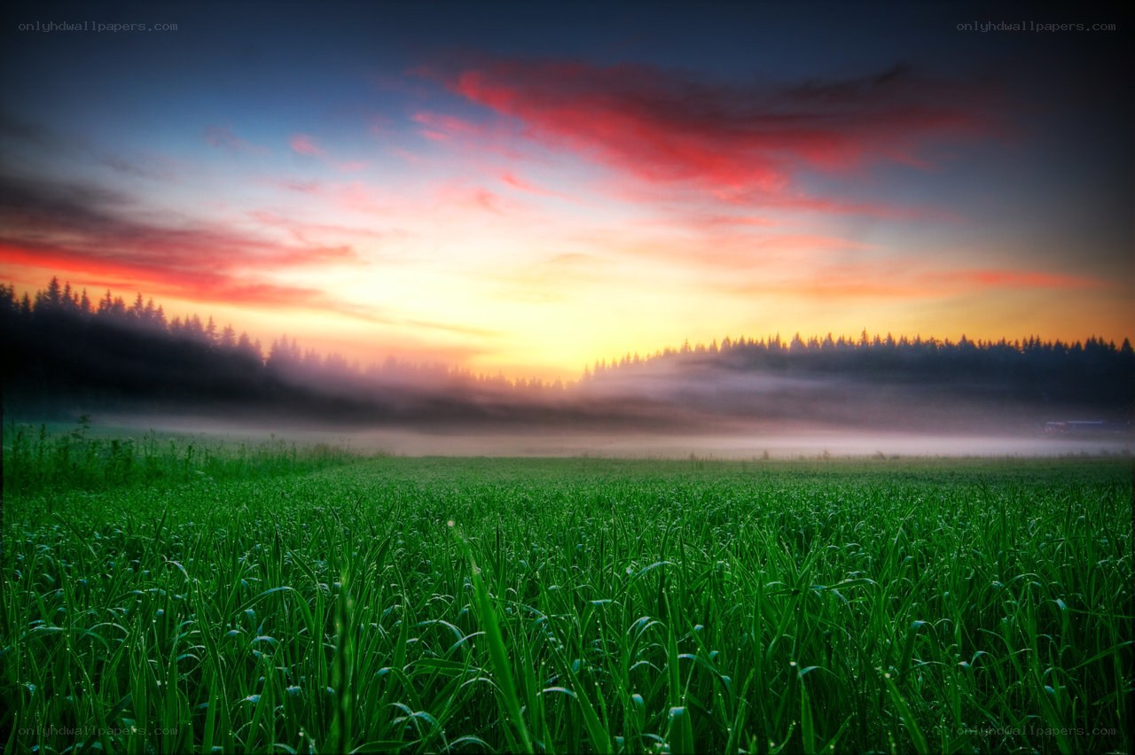 Sunrise over misty meadow