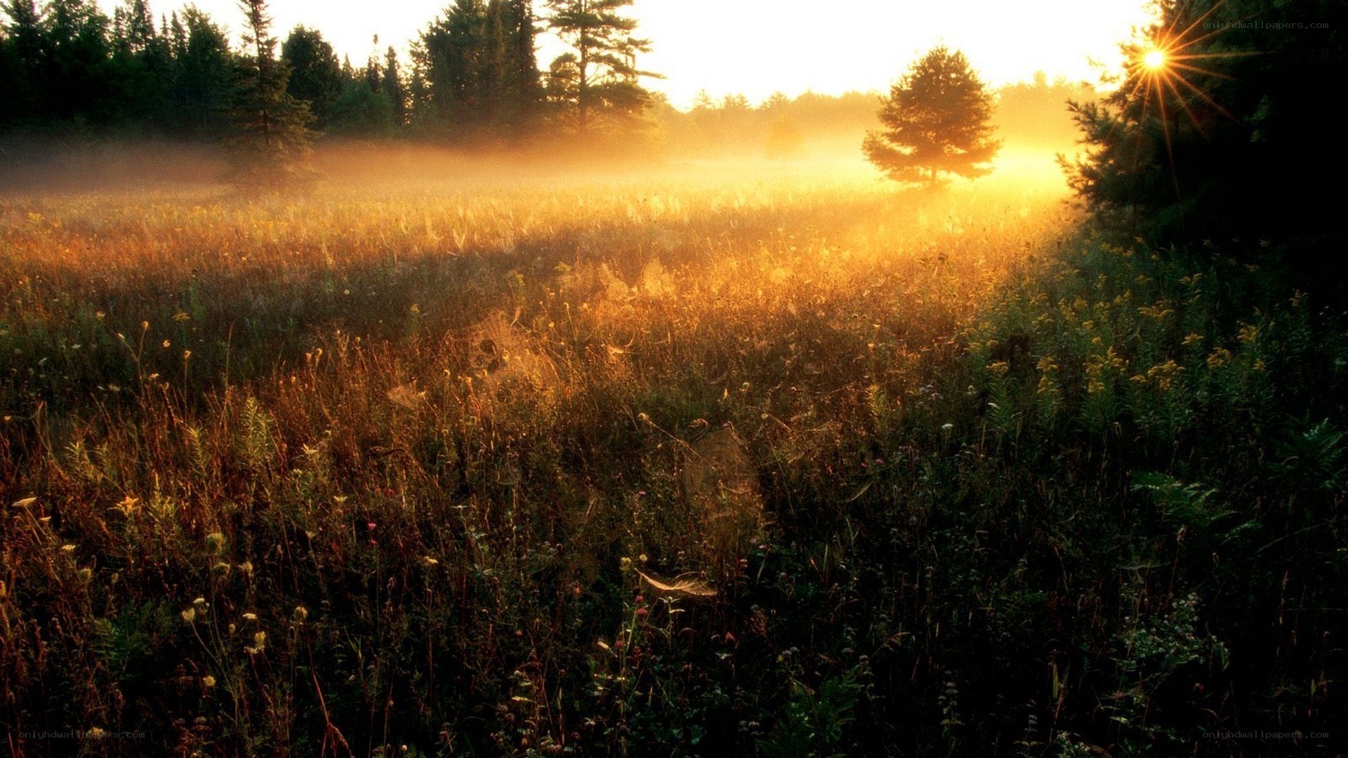 Sunrise over misty meadow