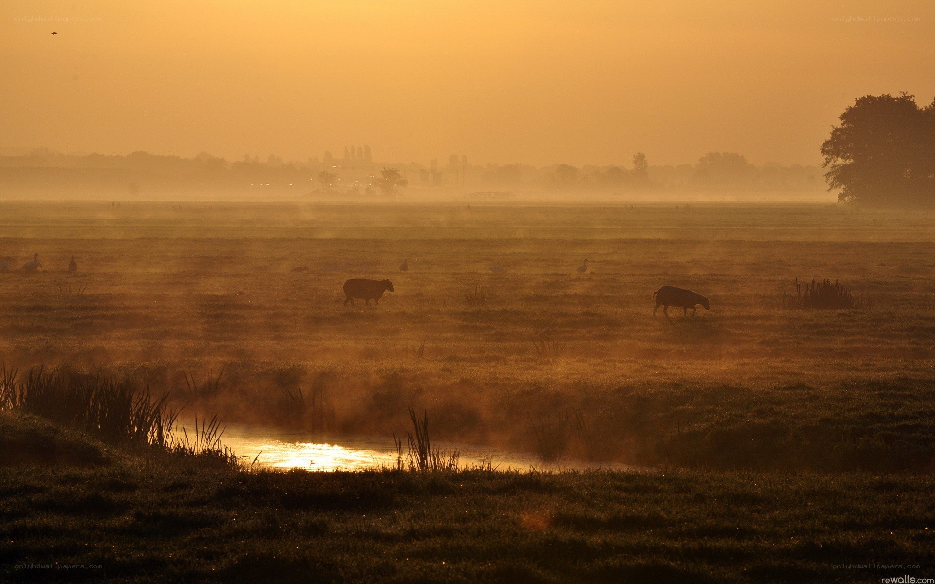 Sunrise over misty meadow