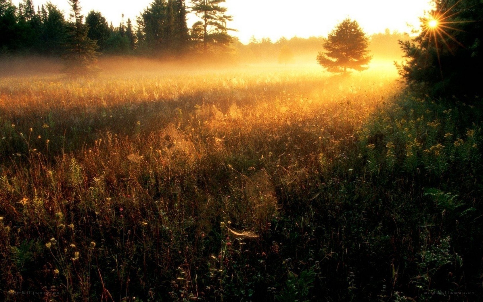 Sunrise over misty meadow
