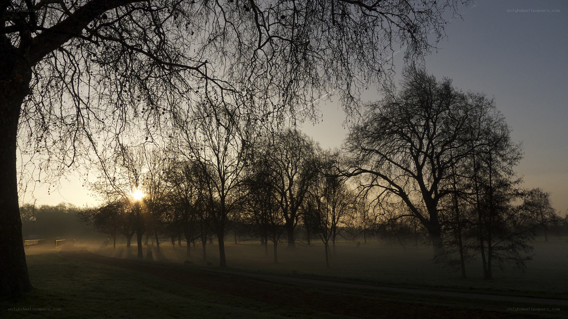 Sunrise over misty park