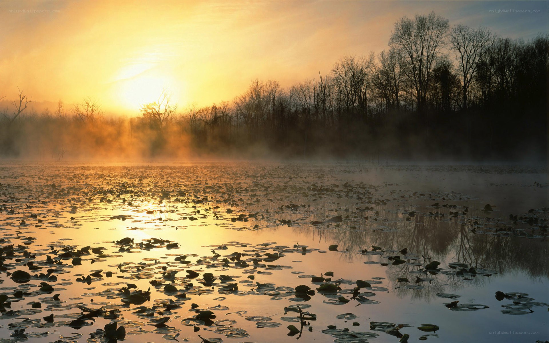 Sunrise over misty pond