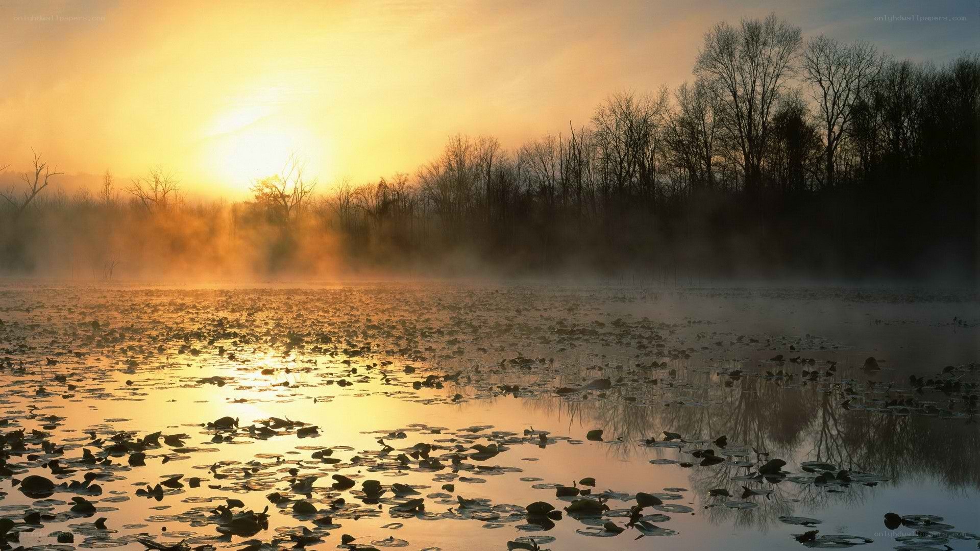 Sunrise over misty pond