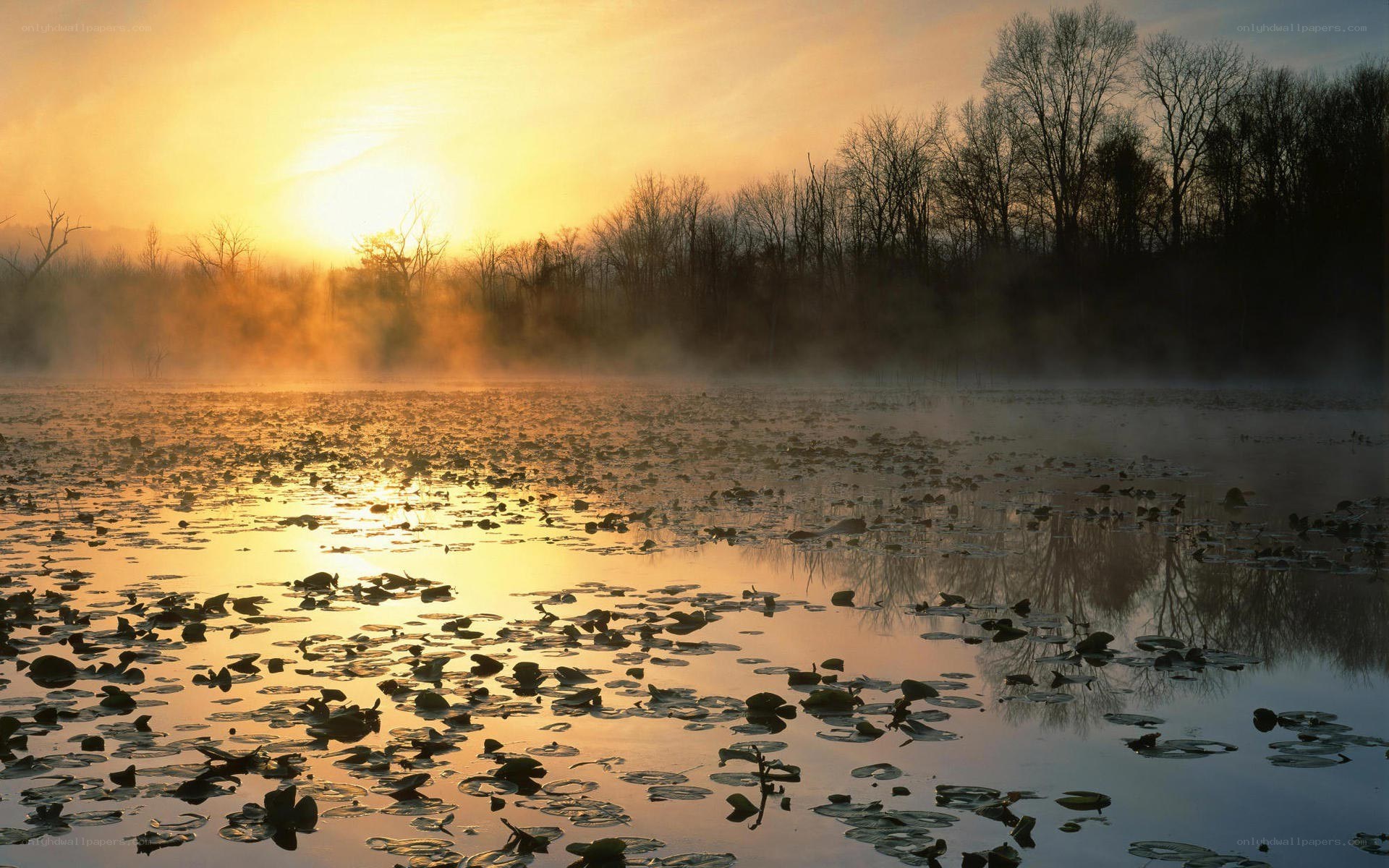 Sunrise over misty pond