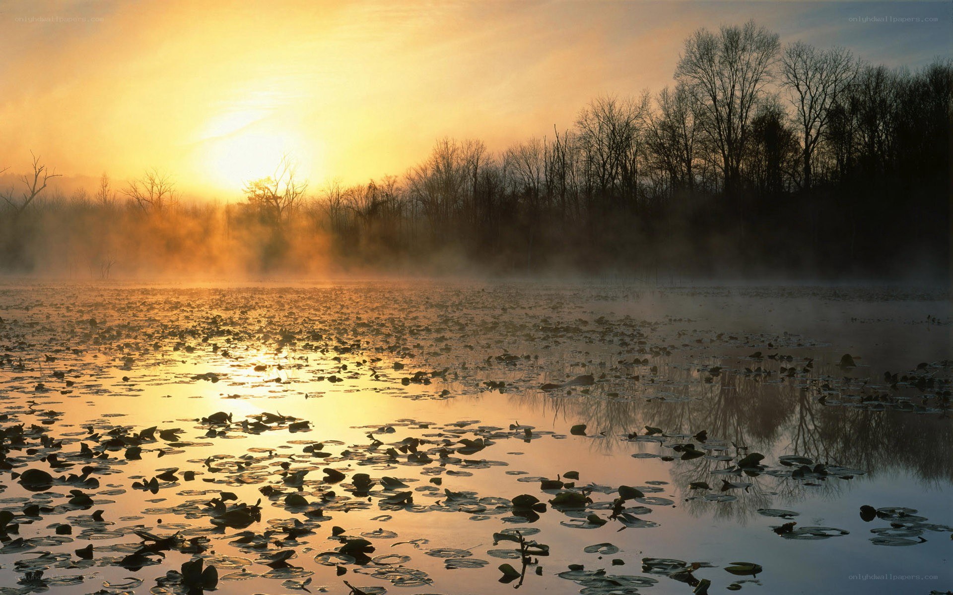 Sunrise over misty pond