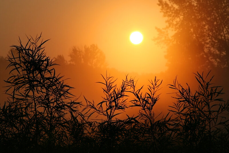 Sunrise over misty reeds