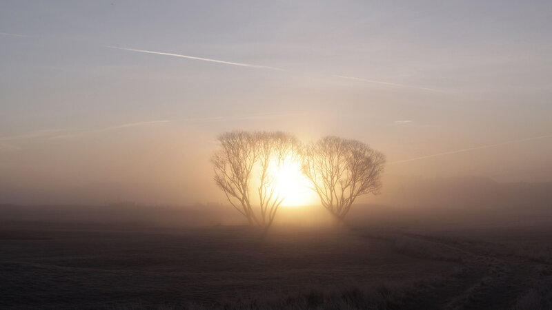 Sunrise over misty trees