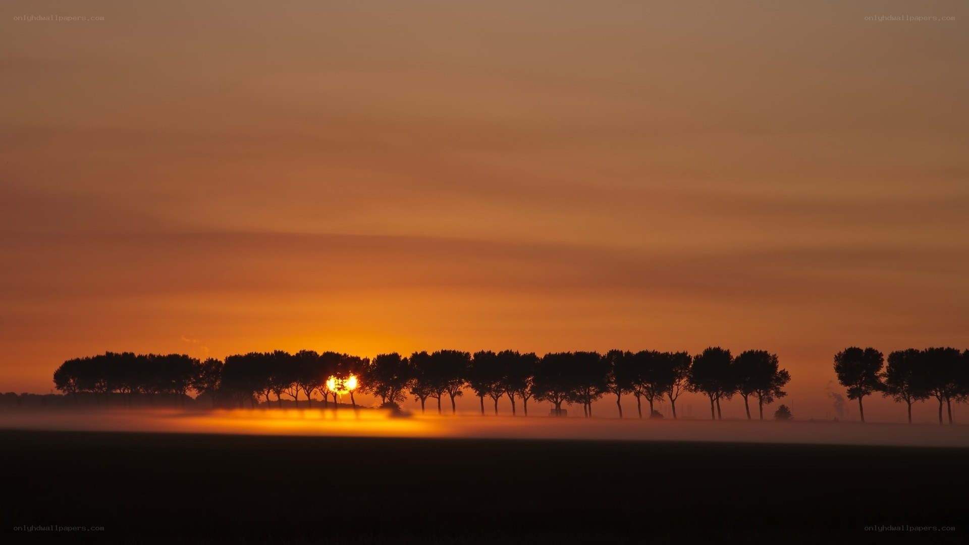 Sunrise over misty trees