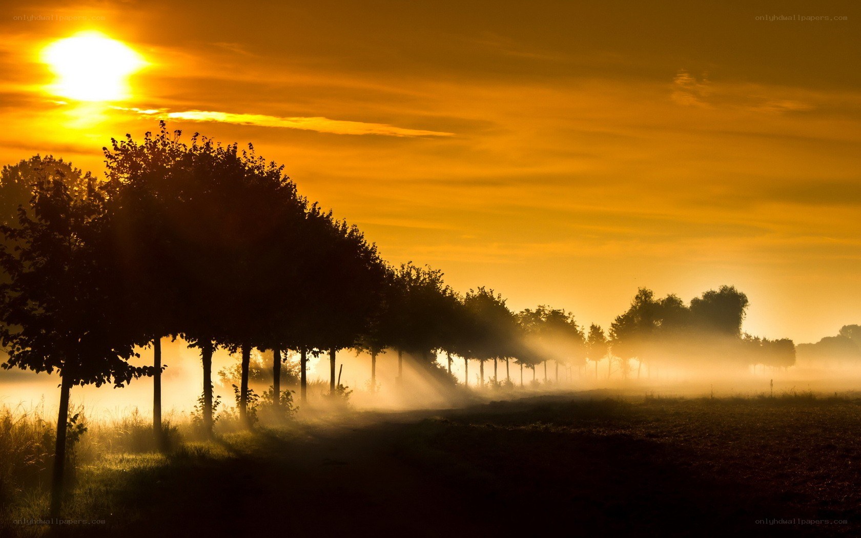 Sunrise over misty trees